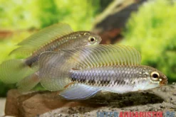 Fadenflossen-Zwergbuntbarsch, Apistogramma iniridae, paarweise