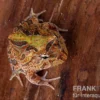Fantasy Pacman Frog bicolor, Ceratophrys cornuta x Ceratophrys cranwelli