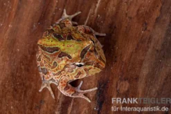 Fantasy Pacman Frog bicolor, Ceratophrys cornuta x Ceratophrys cranwelli