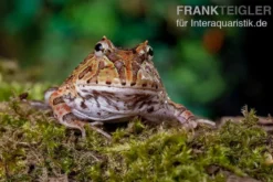 Fantasy Pacman Frog bicolor, Ceratophrys cornuta x Ceratophrys cranwelli