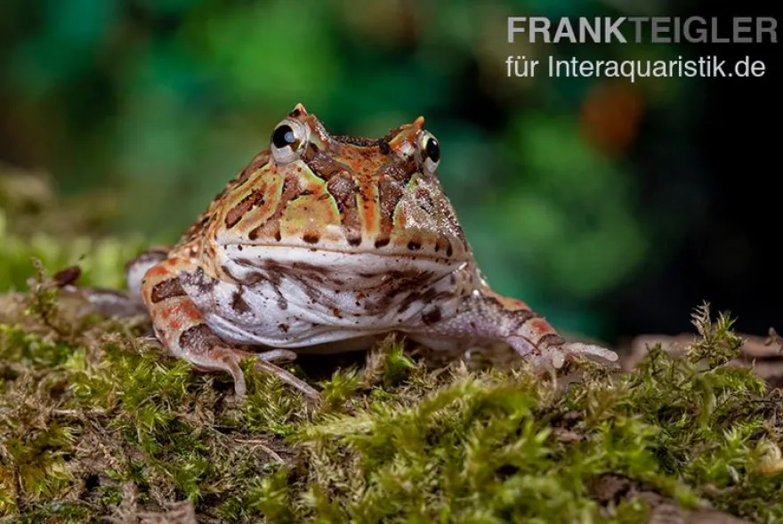 Fantasy Pacman Frog bicolor, Ceratophrys cornuta x Ceratophrys cranwelli