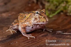 Fantasy Pacman Frog bicolor, Ceratophrys cornuta x Ceratophrys cranwelli