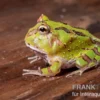 Fantasy Pacman Frog grün, Ceratophrys cornuta x Ceratophrys cranwelli