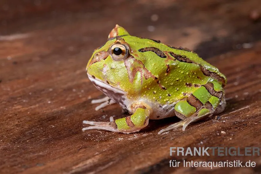 Fantasy Pacman Frog grün, Ceratophrys cornuta x Ceratophrys cranwelli