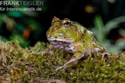 Fantasy Pacman Frog grün, Ceratophrys cornuta x Ceratophrys cranwelli