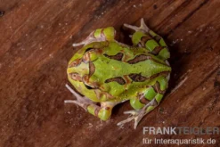 Fantasy Pacman Frog grün, Ceratophrys cornuta x Ceratophrys cranwelli