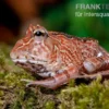 Fantasy Pacman Frog rot, Ceratophrys cornuta x Ceratophrys cranwelli