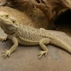 Farbige Bartagame, Pogona vitticeps