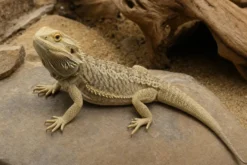 Farbige Bartagame, Pogona vitticeps