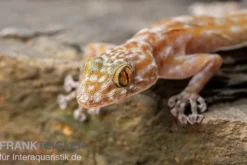 Fächerfingergecko, Ptyodactylus ragazzi