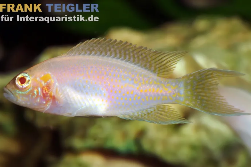 Feenbarsch Albino, Neolamprologus brichardi