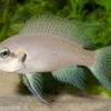 Feenbarsch, Neolamprologus brichardi