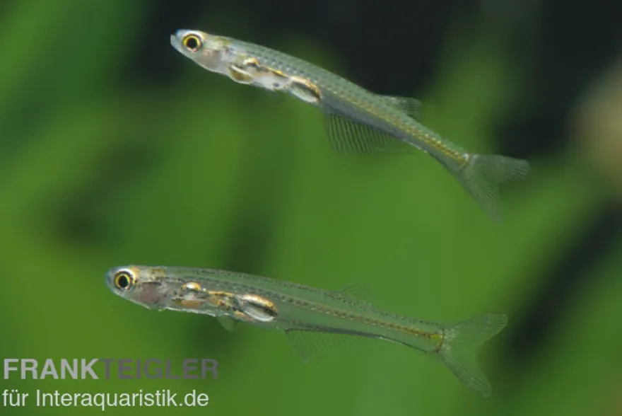 Feenbärbling, Danionella priapus (Minifisch)