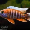 Feenbuntbarsch, Aulonocara jacobfreibergi