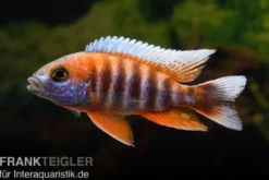 Feenbuntbarsch, Aulonocara jacobfreibergi