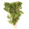 Feinfiedrige Haarnixe, Cabomba aquatica, Bund