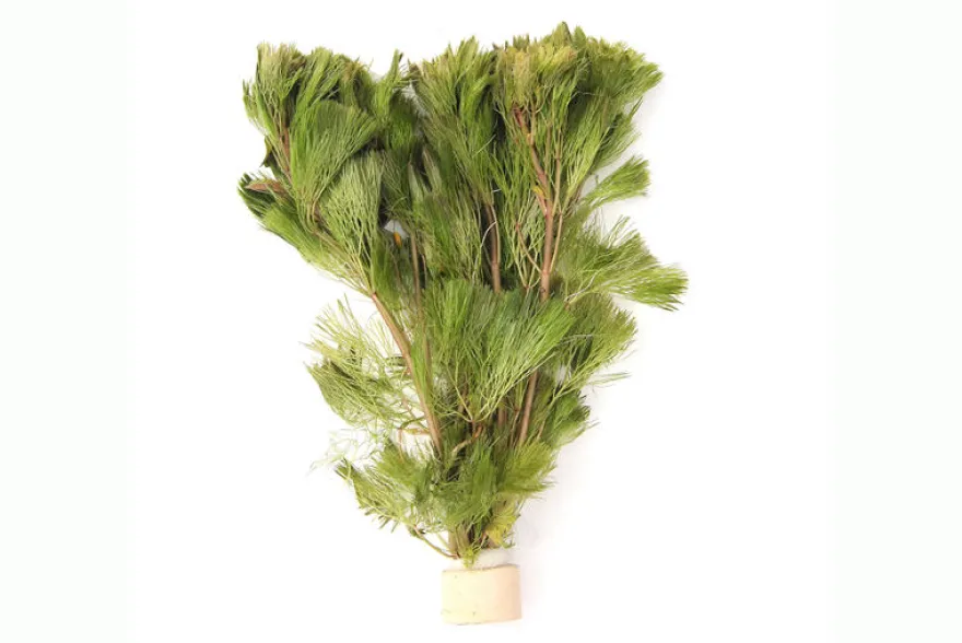 Feinfiedrige Haarnixe, Cabomba aquatica, Bund