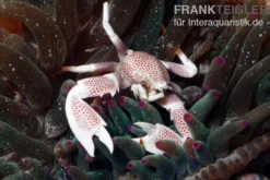 Feintupfen-Porzellankrebs, Neopetrolisthes maculatus (Anemonenkrabbe)