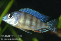 Fenster-Maulbrüter, Protomelas fenestratus
