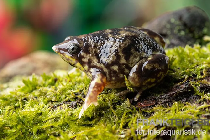 Ferkelfrosch, Hemisus marmoratus