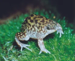 Ferkelfrosch, Hemisus marmoratus