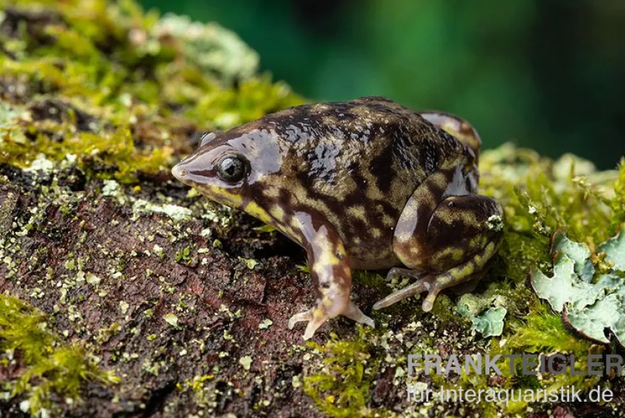 Ferkelfrosch, Hemisus marmoratus
