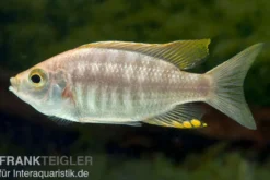 Feuerkamm-Buntbarsch, Copadichromis virginalis fire crest, 7-10 cm DNZ