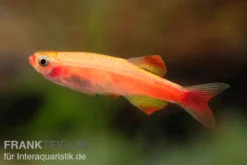 Feuerkardinal, Tanichthys albonubes Fire Red