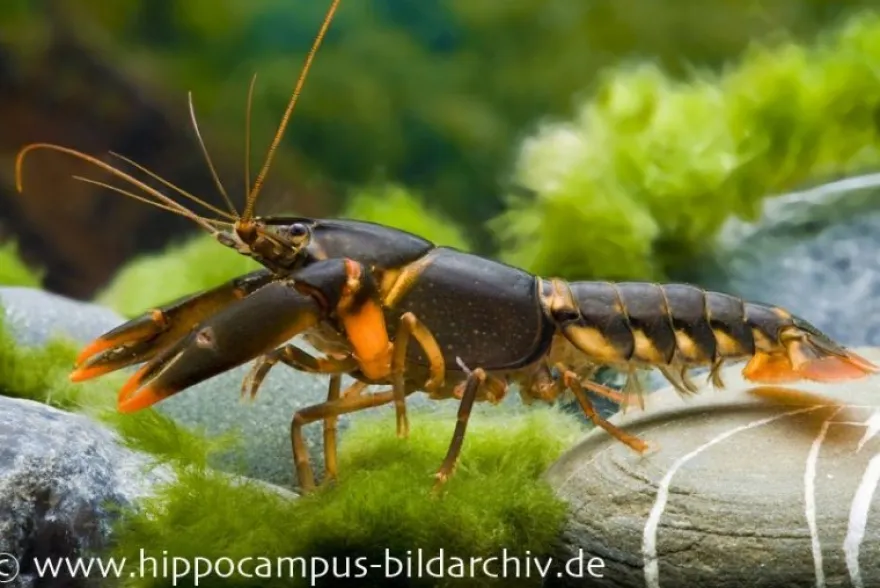 Feuerkrebs, Cherax sp. 'Orange Tip' - Zufällig