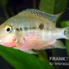 Feuermaulbuntbarsch, Thorichthys meeki