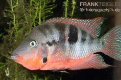 Feuermaulbuntbarsch, Thorichthys meeki