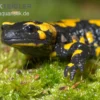 Feuersalamander, Salamandra salamandra
