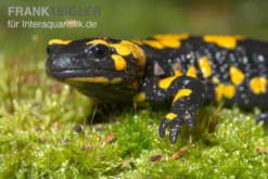 Feuersalamander, Salamandra salamandra