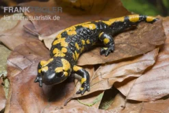 Feuersalamander, Salamandra salamandra