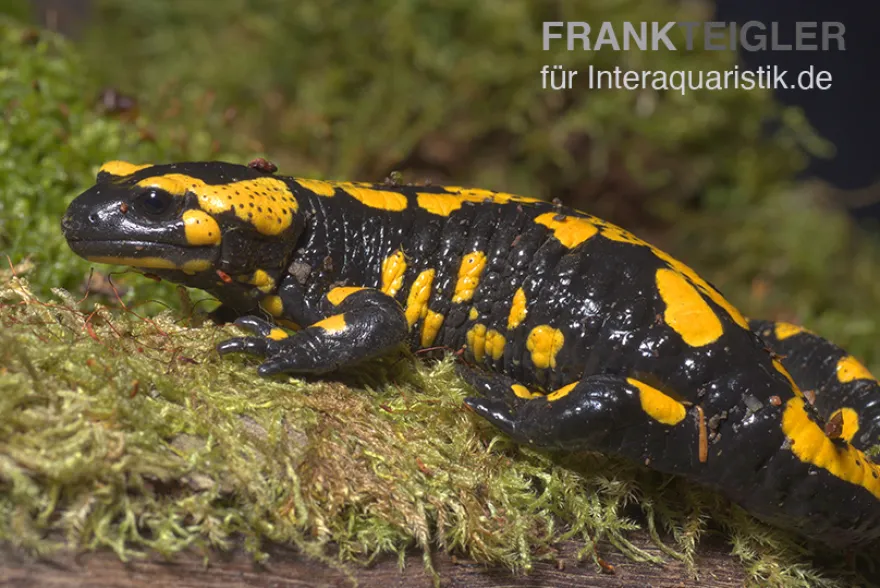 Feuersalamander, Salamandra salamandra