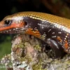Feuerskink, Riopa fernandi