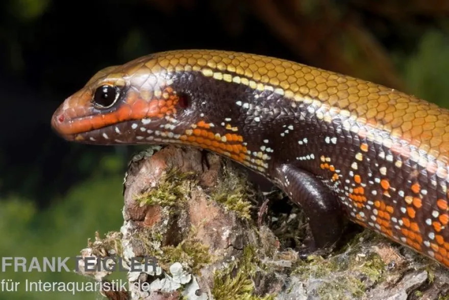 Feuerskink, Riopa fernandi