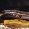Feuerstachelaal, Mastacembelus erythrotaenia, XL ü. 15 cm