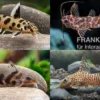 Fiederbartwels Mix, Synodontis sp., 4-6 cm