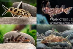 Fiederbartwels Mix, Synodontis sp., 4-6 cm