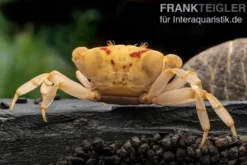 Fire-Crab, Holthuisana cf. lipkei, Zufällig ausgewählt