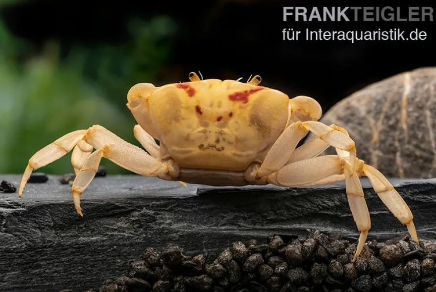 Fire-Crab, Holthuisana cf. lipkei, Zufällig ausgewählt