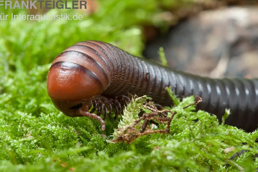 Firehead-Millipede, Spirostreptus servatius