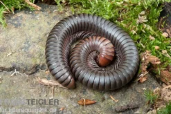 Firehead-Millipede, Spirostreptus servatius