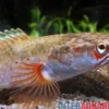 Fire & Ice-Schlangenkopf, Channa spec. Fire & Ice, 8-10 cm