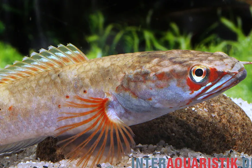 Fire & Ice-Schlangenkopf, Channa spec. Fire & Ice, 8-10 cm