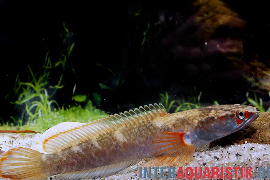 Fire & Ice-Schlangenkopf, Channa spec. Fire & Ice, 8-10 cm