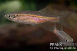 Firelinebärbling, Danio sondhii (Devario sondhii)