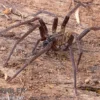 Fishing Spider, Dolomedes sp. Nigeria