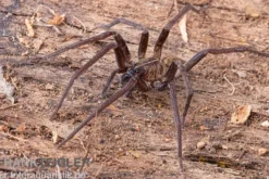 Fishing Spider, Dolomedes sp. Nigeria